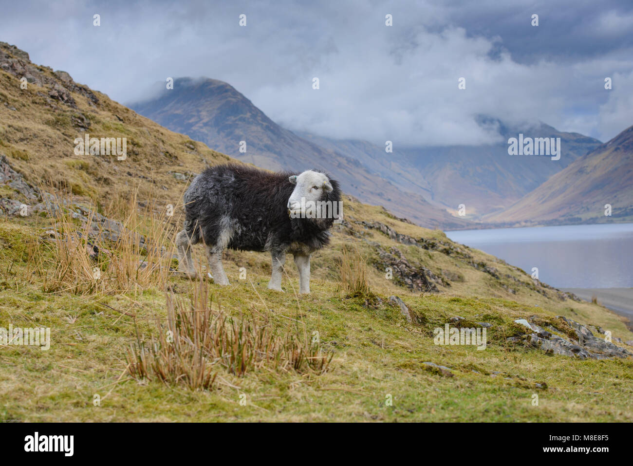 Ein herdwick Ewe, Wast Water, Wasdale, Cumbria, Lake District National Park, England. Stockfoto