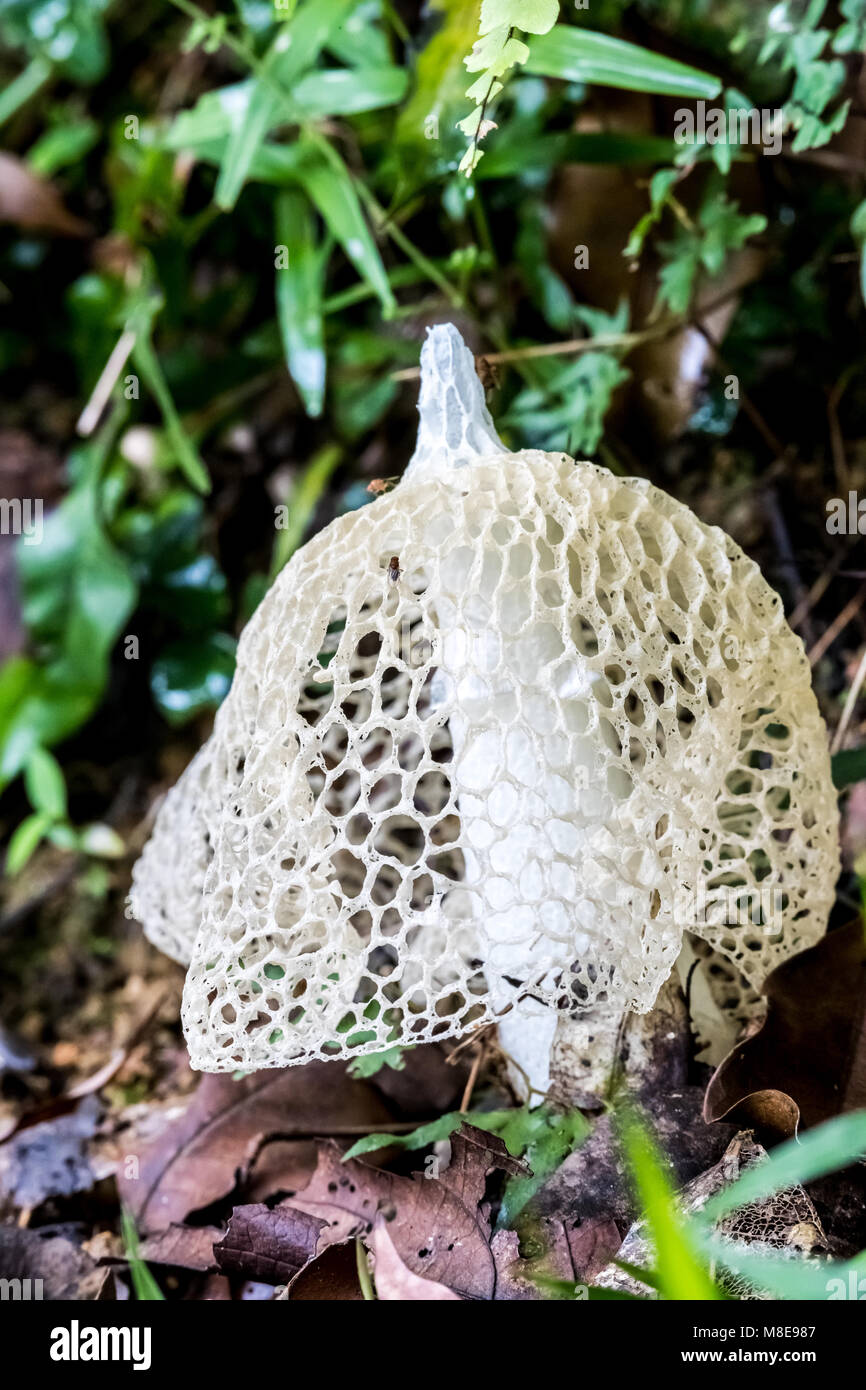 Frisches Bambus Pilz (Phallus indusiatus) auf dem Boden Stockfotografie -  Alamy