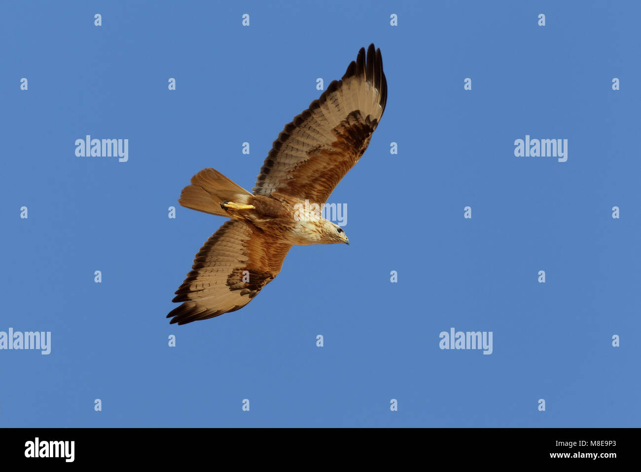 In Arendbuizerd vlucht; Long-legged Buzzard im Flug Stockfoto