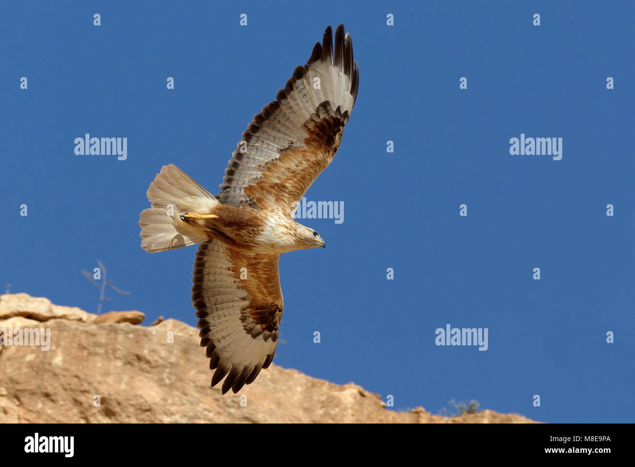 In Arendbuizerd vlucht; Long-legged Buzzard im Flug Stockfoto