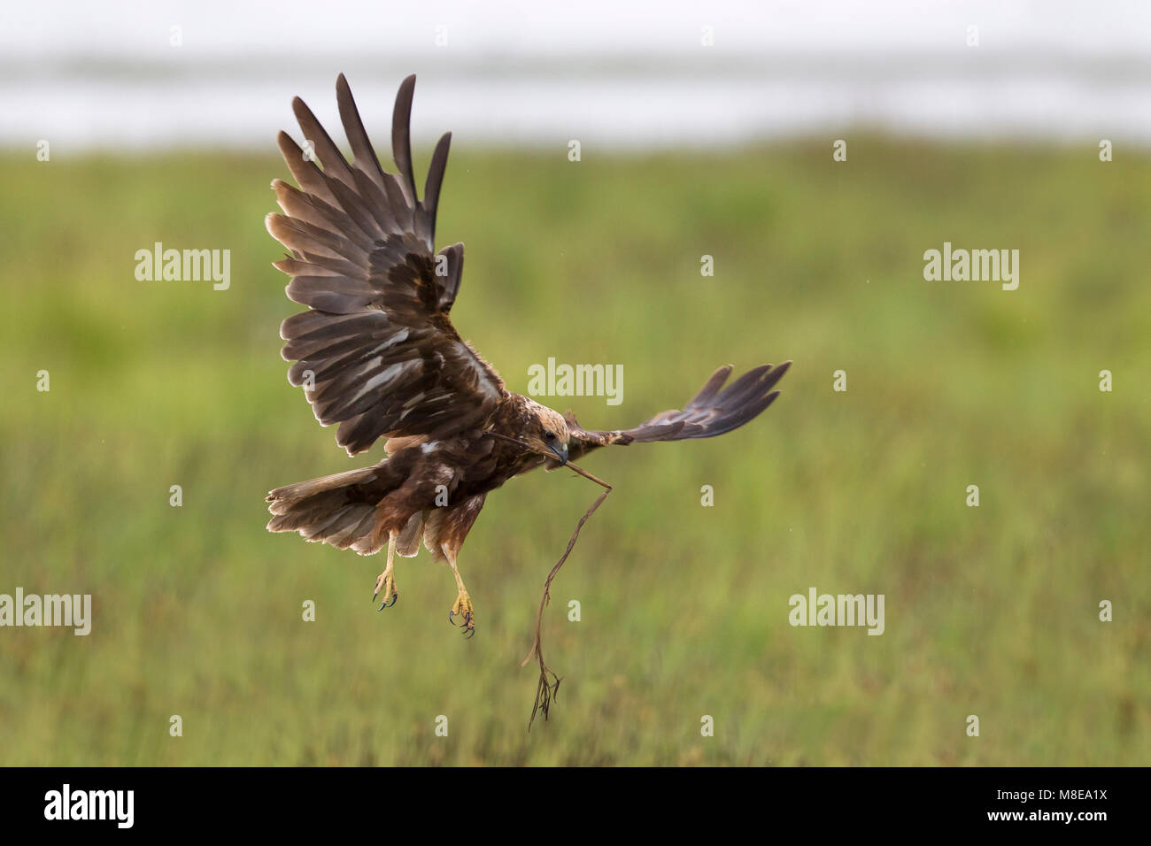 Vrouwtje Bruine Kiekendief in de vlucht met nestmateriaal; Weiblicher Rohrweihe im Flug mit Nistmaterial Stockfoto