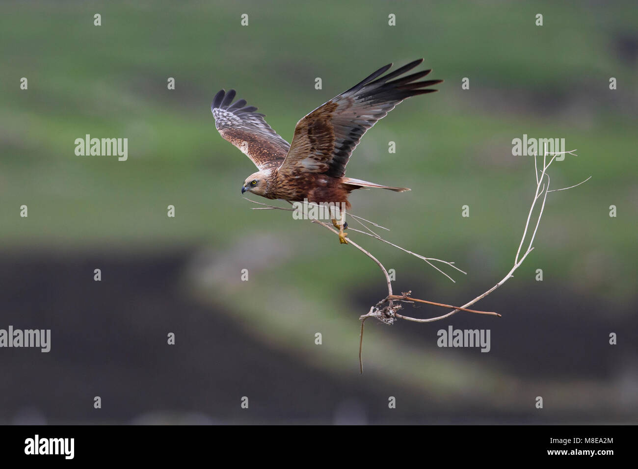 Mannetje Bruine Kiekendief in de vlucht met nestmateriaal; Männliche Rohrweihe im Flug mit Nistmaterial Stockfoto