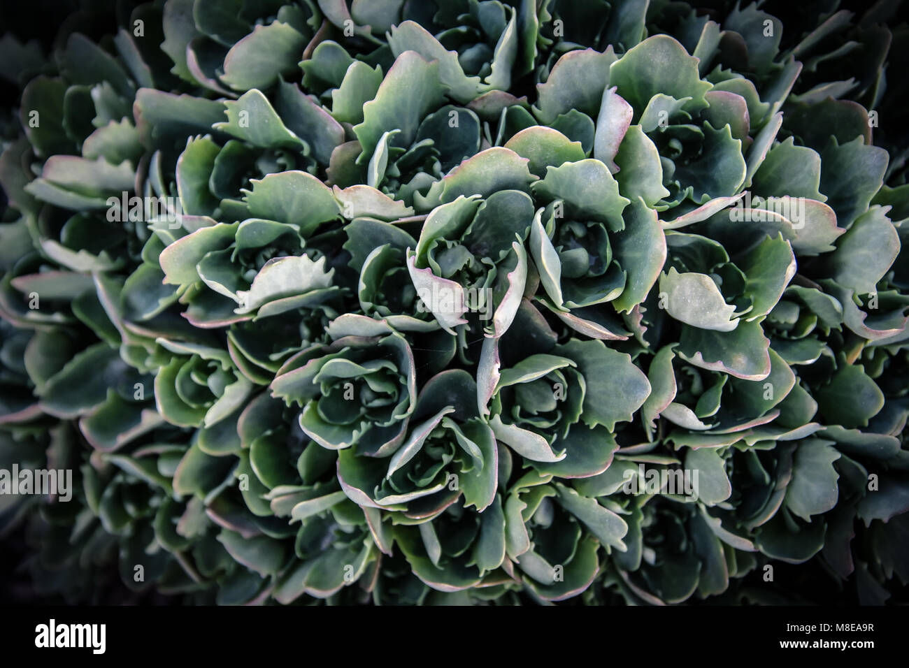 Sedum prominente (Sedum Herbstfreude hylotelephium spectabile, Herbst, Fetthenne 'Freude'). Ziergarten Pflanzen vor der Blüte im Frühjahr. Stockfoto