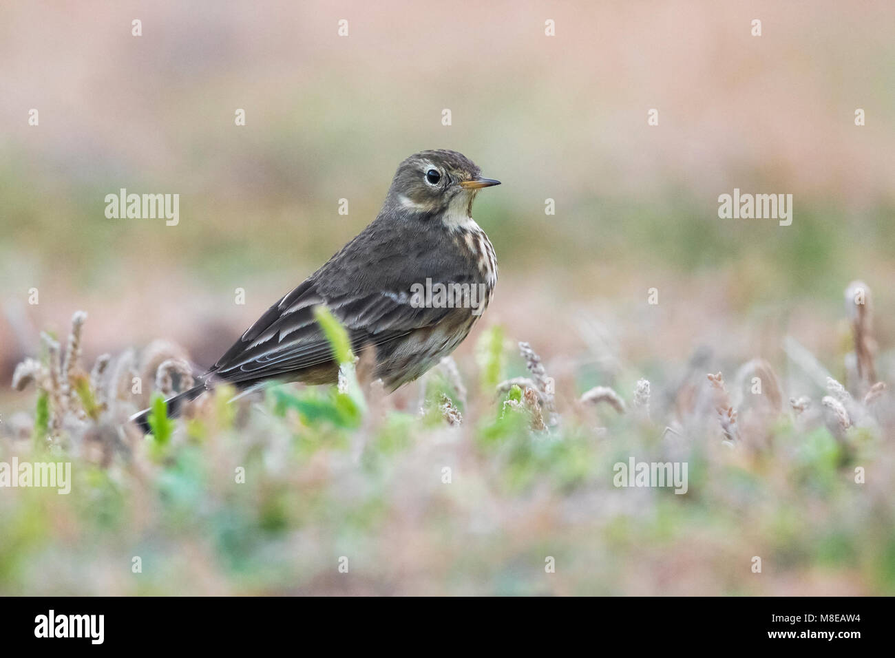 Amerikaanse Waterpieper; American Buff-bellied Pieper Stockfoto