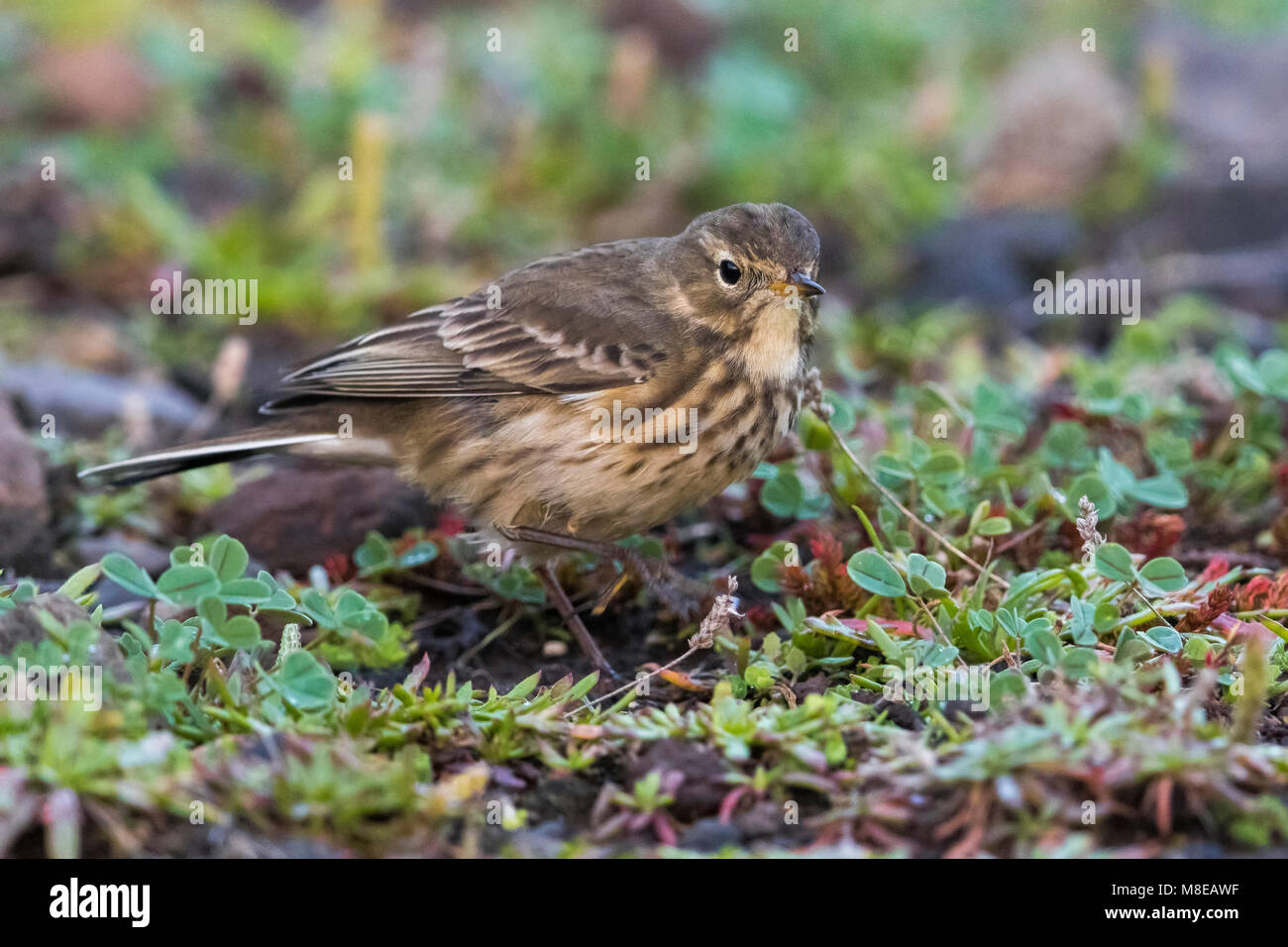 Amerikaanse Waterpieper; American Buff-bellied Pieper Stockfoto