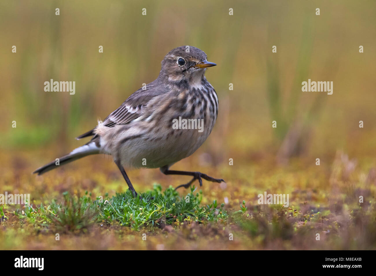 Amerikaanse Waterpieper, American Buff-bellied Pieper Stockfoto