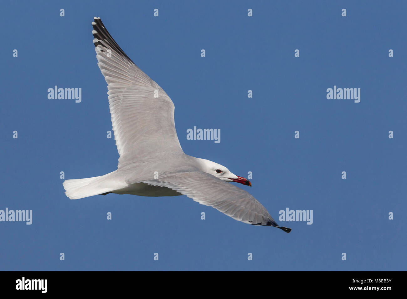 Audouins Meeuw in Vlucht, audouin's Möwe im Flug Stockfoto