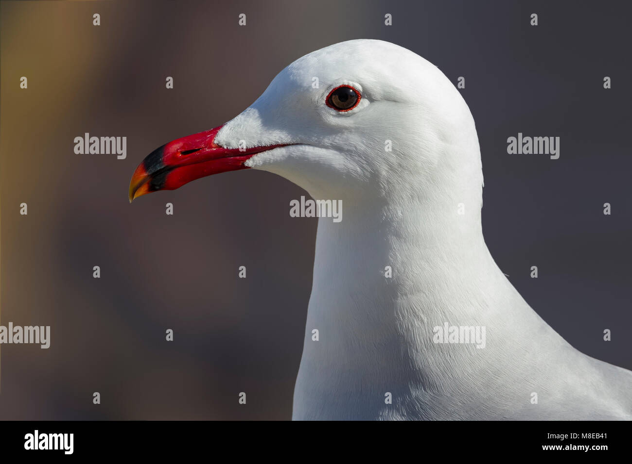 Audouins Meeuw staand op Strang, audouin's Möwe am Strand Stockfoto