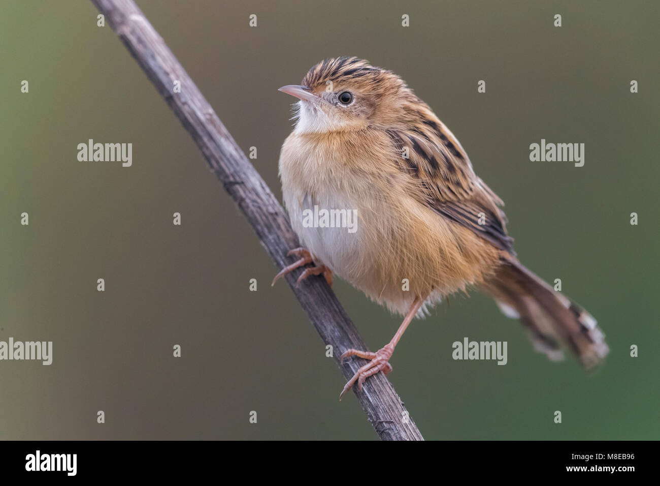 Volwassen Graszanger; Erwachsene Zitting Cisticola Stockfoto