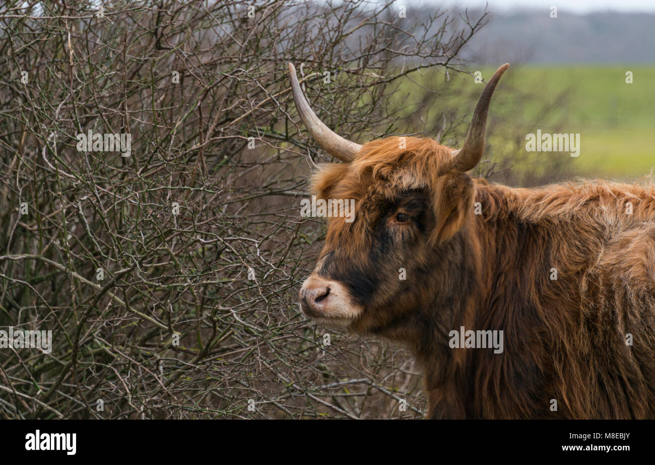 Junge galloway Rind in niederländischen Natur Stockfoto