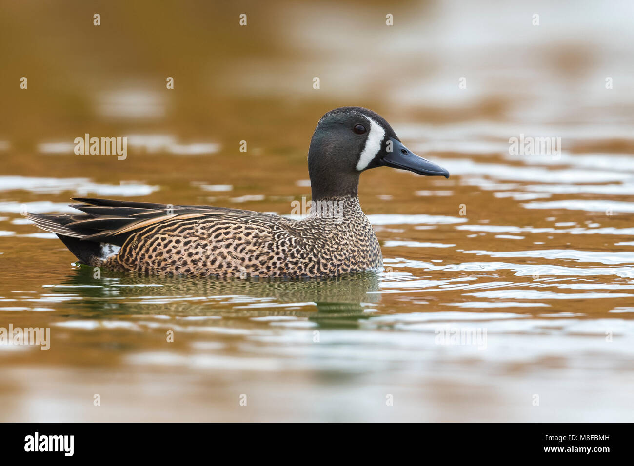 Mannetje Blauwvleugeltaling; Blue-winged Teal Männlich Stockfoto