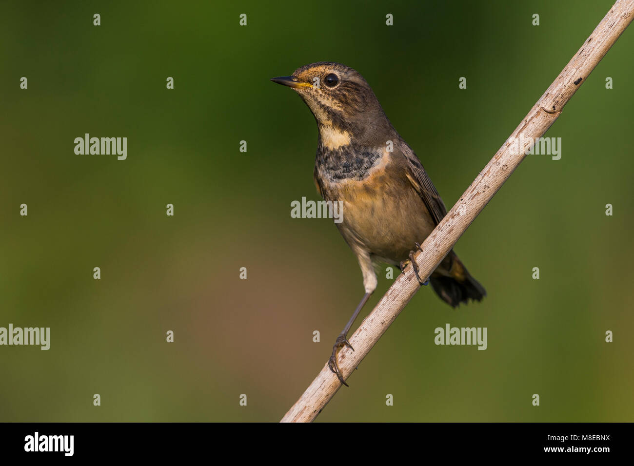 In Blauwborst winterkleed, weiß getupftem Blaukehlchen in winterplumage Stockfoto