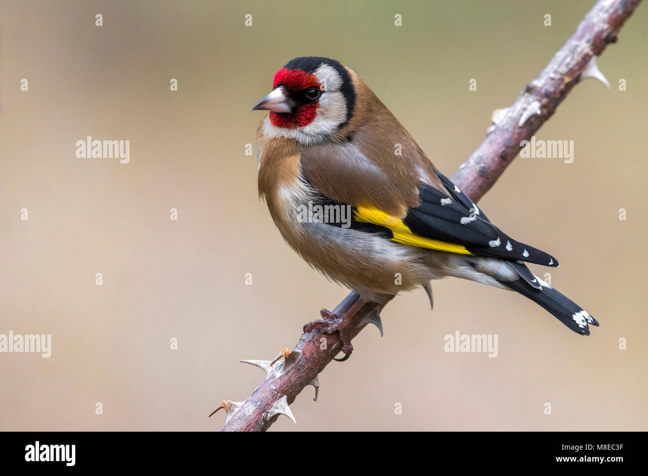 Putter; Eurasian Goldfinch Stockfoto
