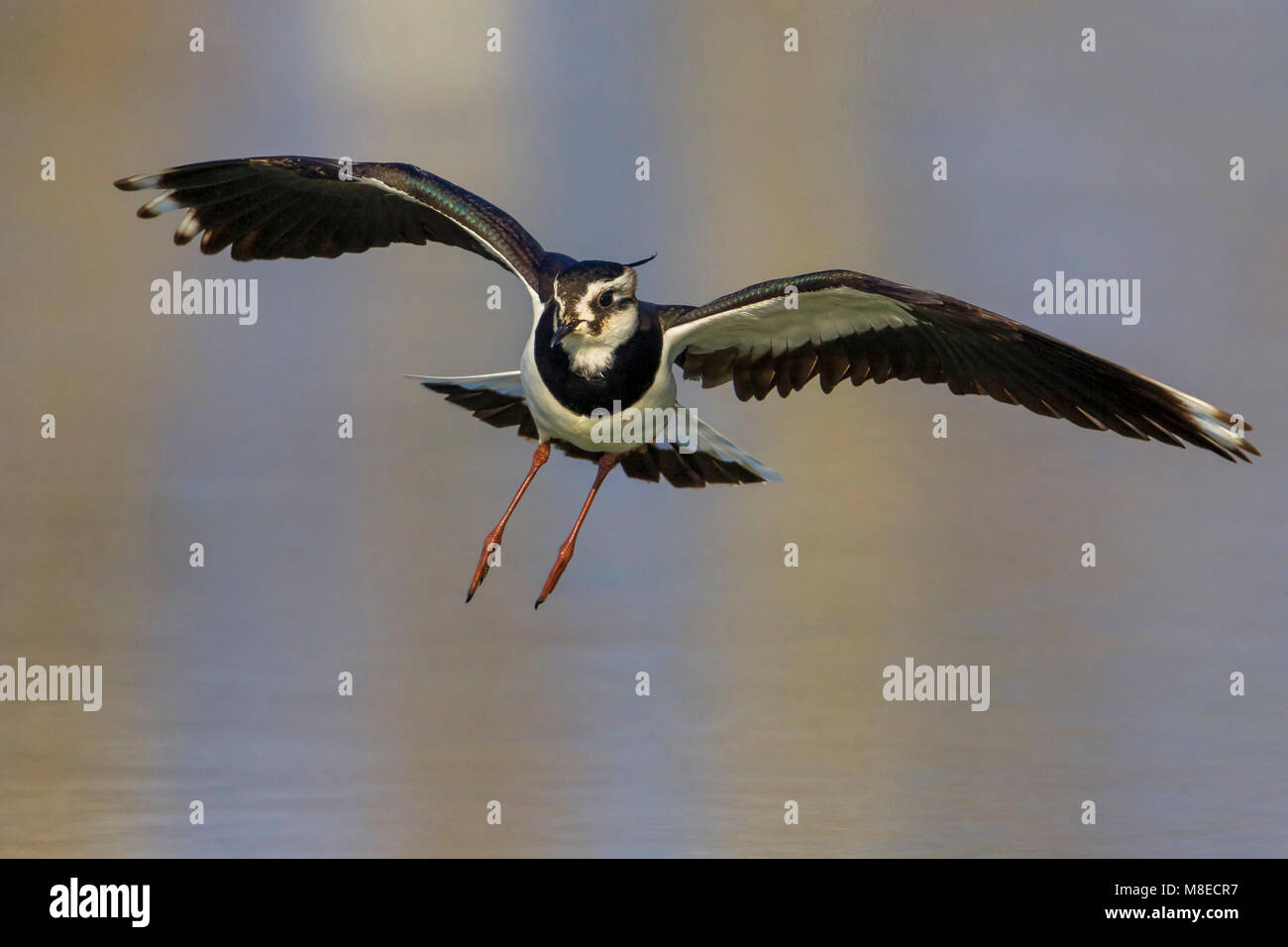 Kievit, nördlichen Kiebitz, Vanellus vanellus Stockfoto