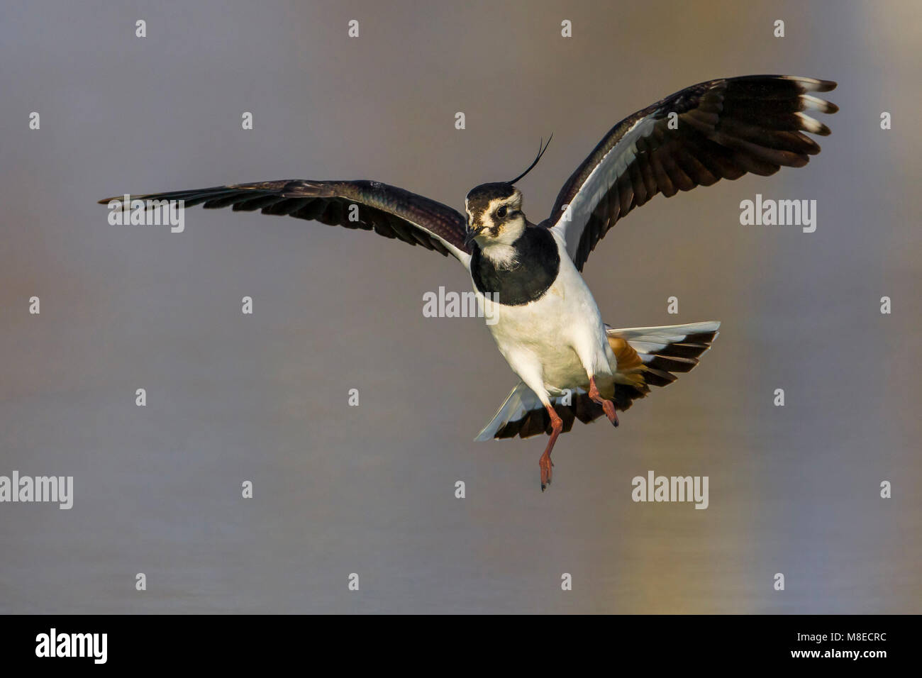 Kievit, nördlichen Kiebitz, Vanellus vanellus Stockfoto