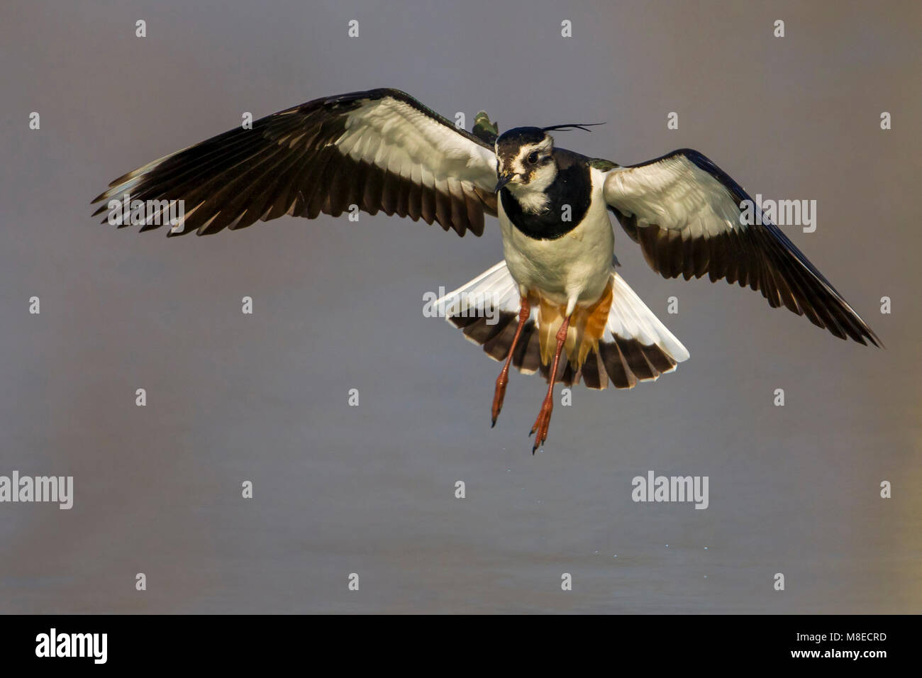 Kievit, nördlichen Kiebitz, Vanellus vanellus Stockfoto