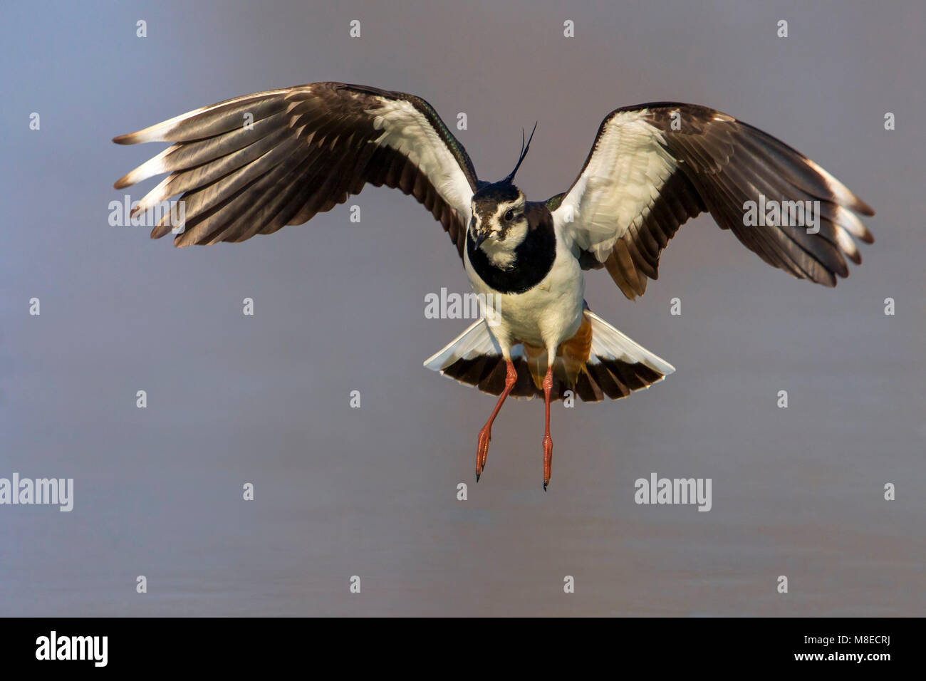Kievit, nördlichen Kiebitz, Vanellus vanellus Stockfoto