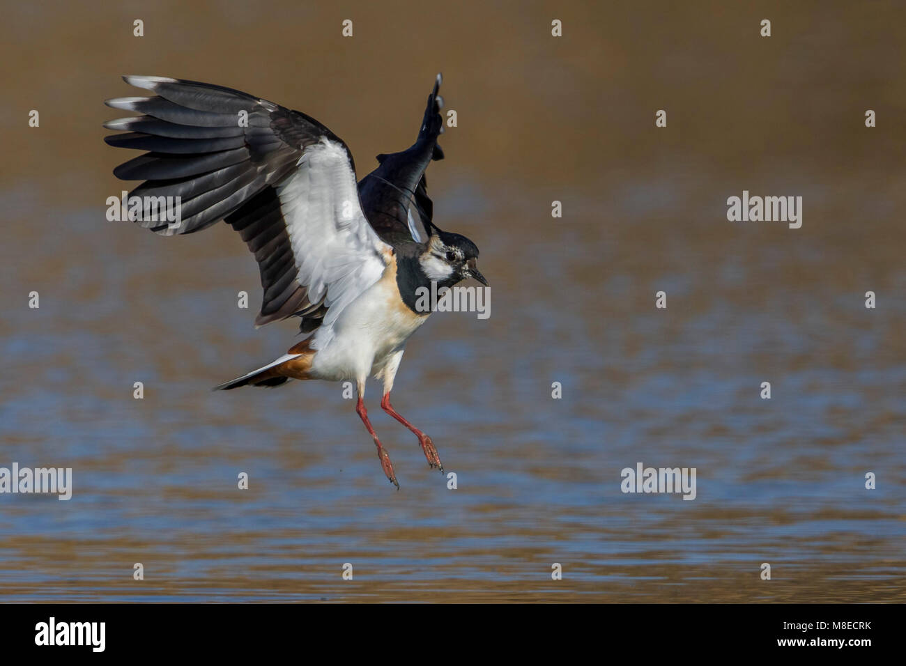 Kievit, nördlichen Kiebitz, Vanellus vanellus Stockfoto