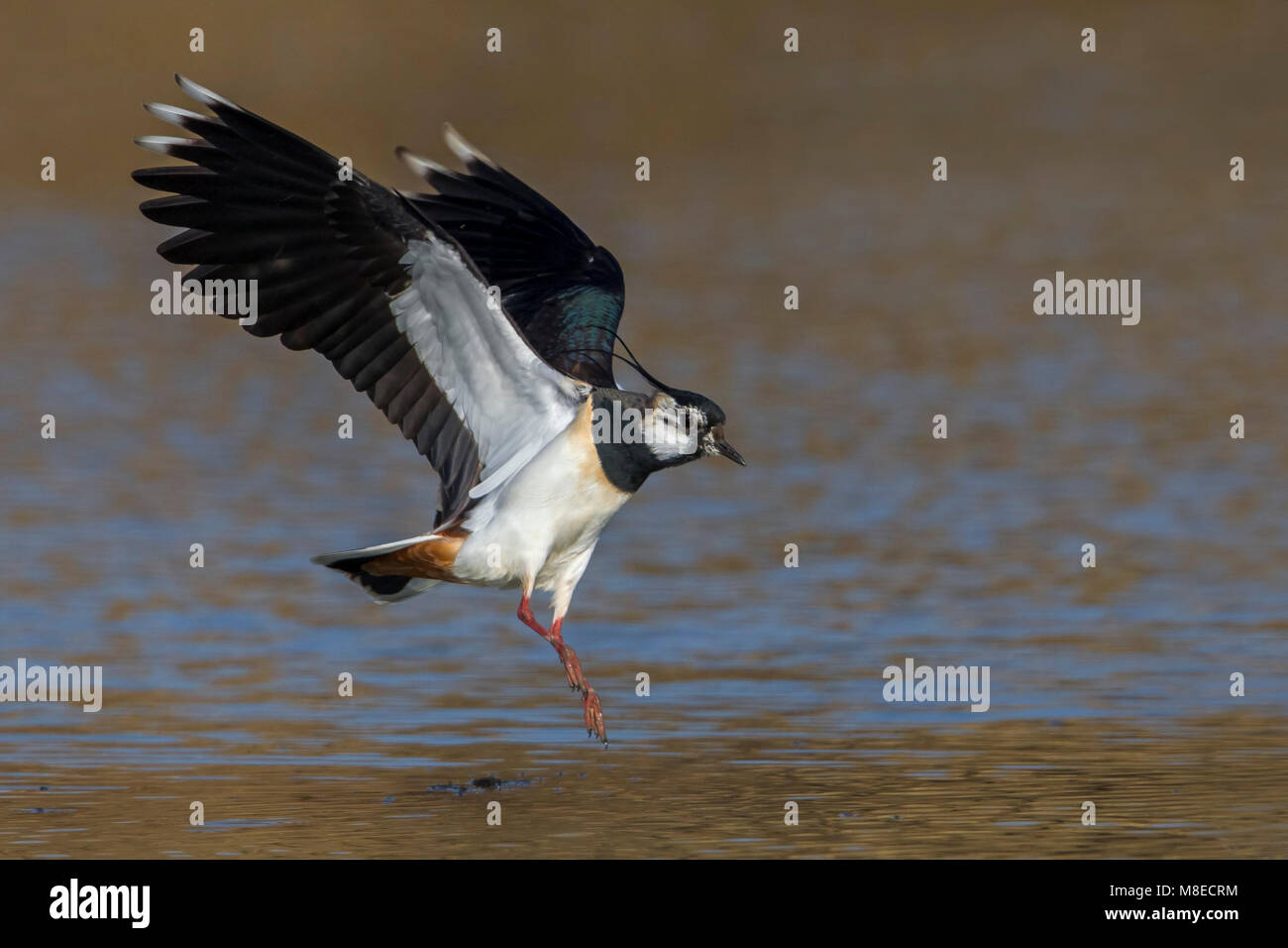 Kievit, nördlichen Kiebitz, Vanellus vanellus Stockfoto
