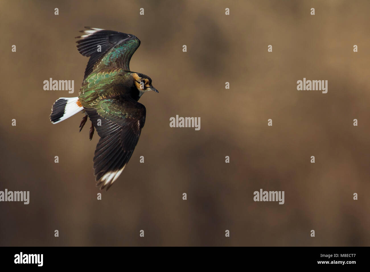 Kievit, nördlichen Kiebitz, Vanellus vanellus Stockfoto