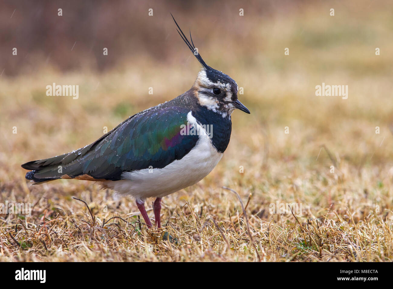 Kievit, nördlichen Kiebitz, Vanellus vanellus Stockfoto