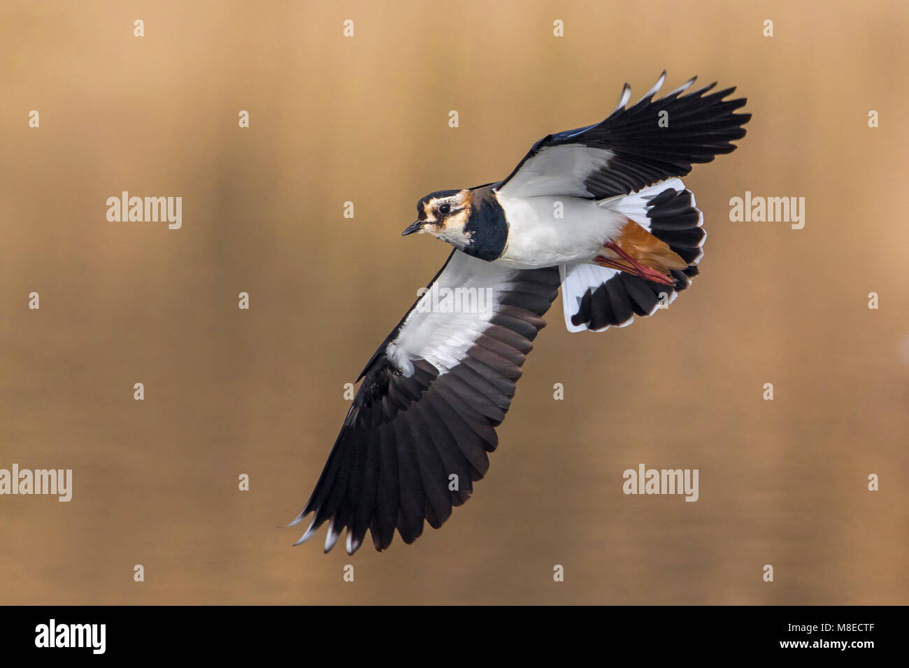Kievit, nördlichen Kiebitz, Vanellus vanellus Stockfoto