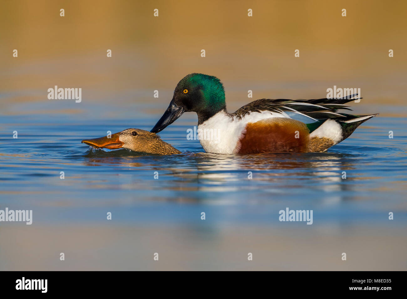 Slobeende parens, Nördliche Shovelers Paarung Stockfoto