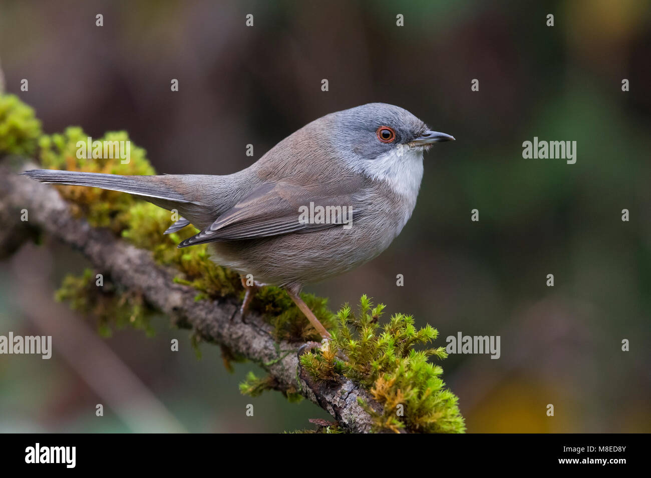 Vrouwtje Kleine Zwartkop; weibliche Sardische Warbler Stockfoto