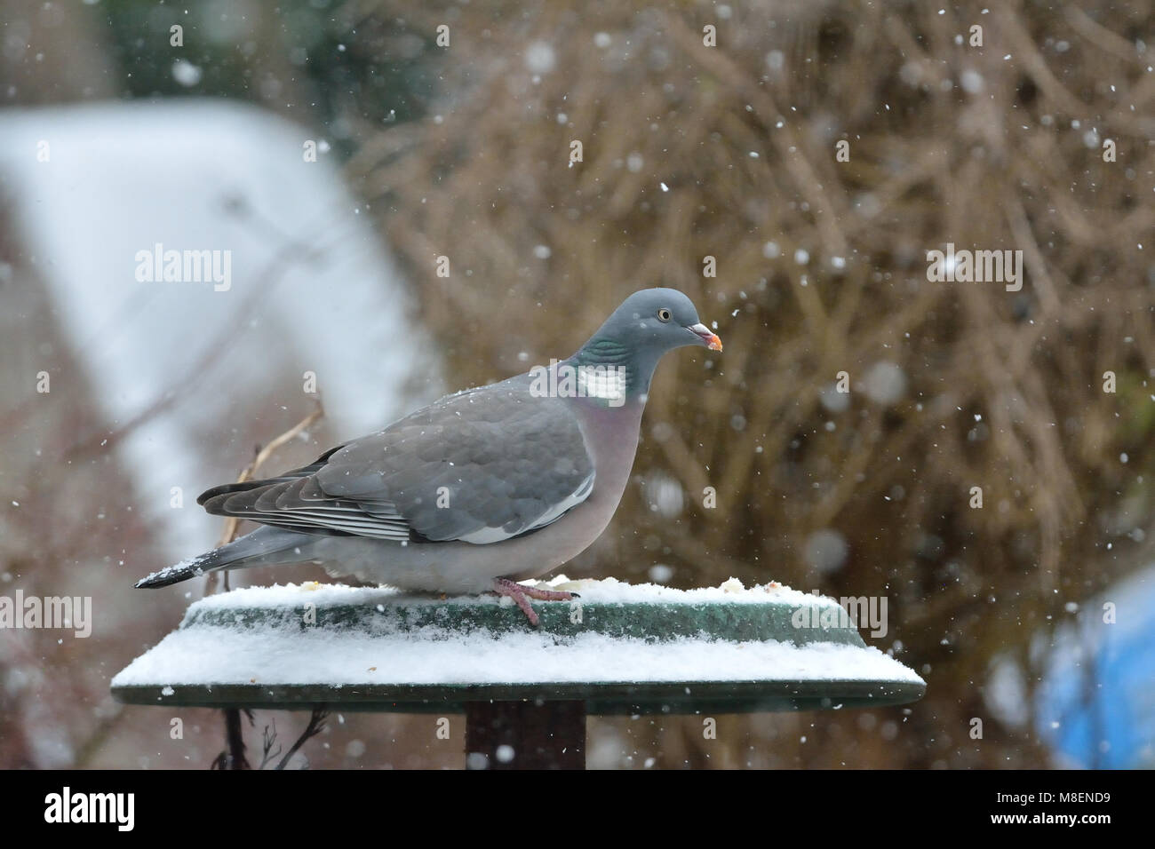 Luton, Bedfordshire. UK Wetter zum 17. März 2018, Frühling Schnee macht das Leben härter für Vögel ihre natürliche Nahrung, zu finden, so dass diese ringeltaube Visits einen Garten Vogel Tabelle in Luton, Bedfordshire, England zu füttern. Stockfoto