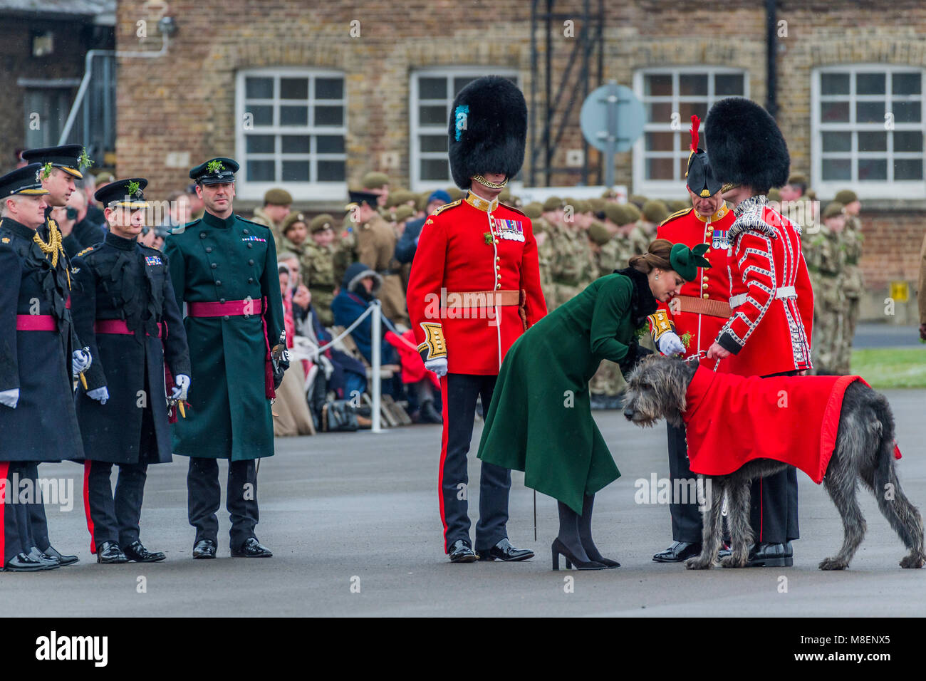 London, UK, 17. März 2018. Das Maskottchen, der Irische Wolfshund Domhnal erhält seine Shamrock - der Herzog von Cambridge, Oberst der Irischen Schutzvorrichtungen, die von der Herzogin von Cambridge begleitet, besuchte die 1.BATAILLON Irish Guards an der St. Patrick's Day Parade. 350 Soldaten auf den Paradeplatz an Kavallerie Kaserne marschierte durch ihr Maskottchen geführt, der Irische Wolfshund Domhnall. Stockfoto