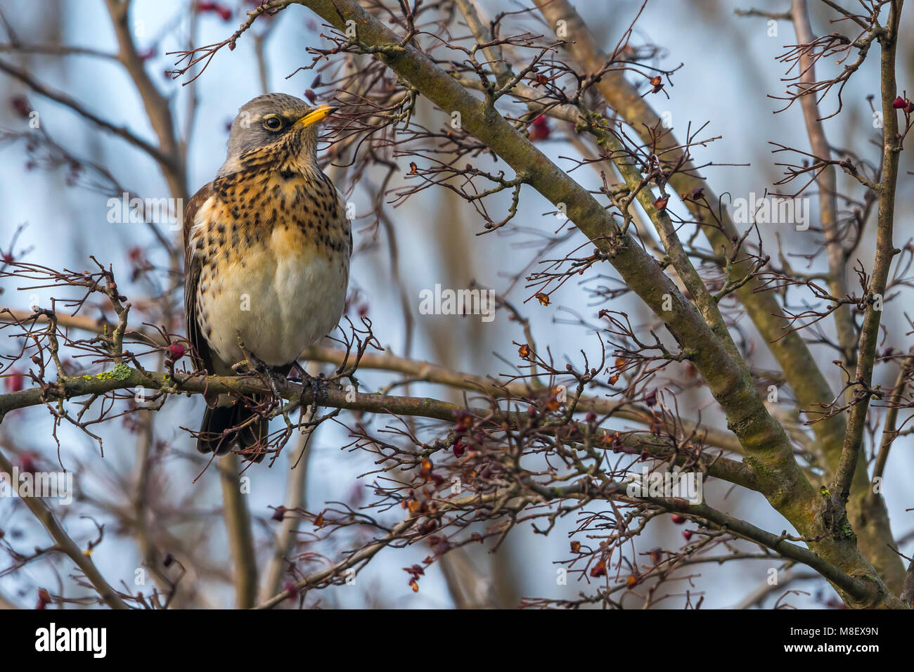 Etend Kramsvogel bessen; Wacholderdrossel essen Beeren Stockfoto