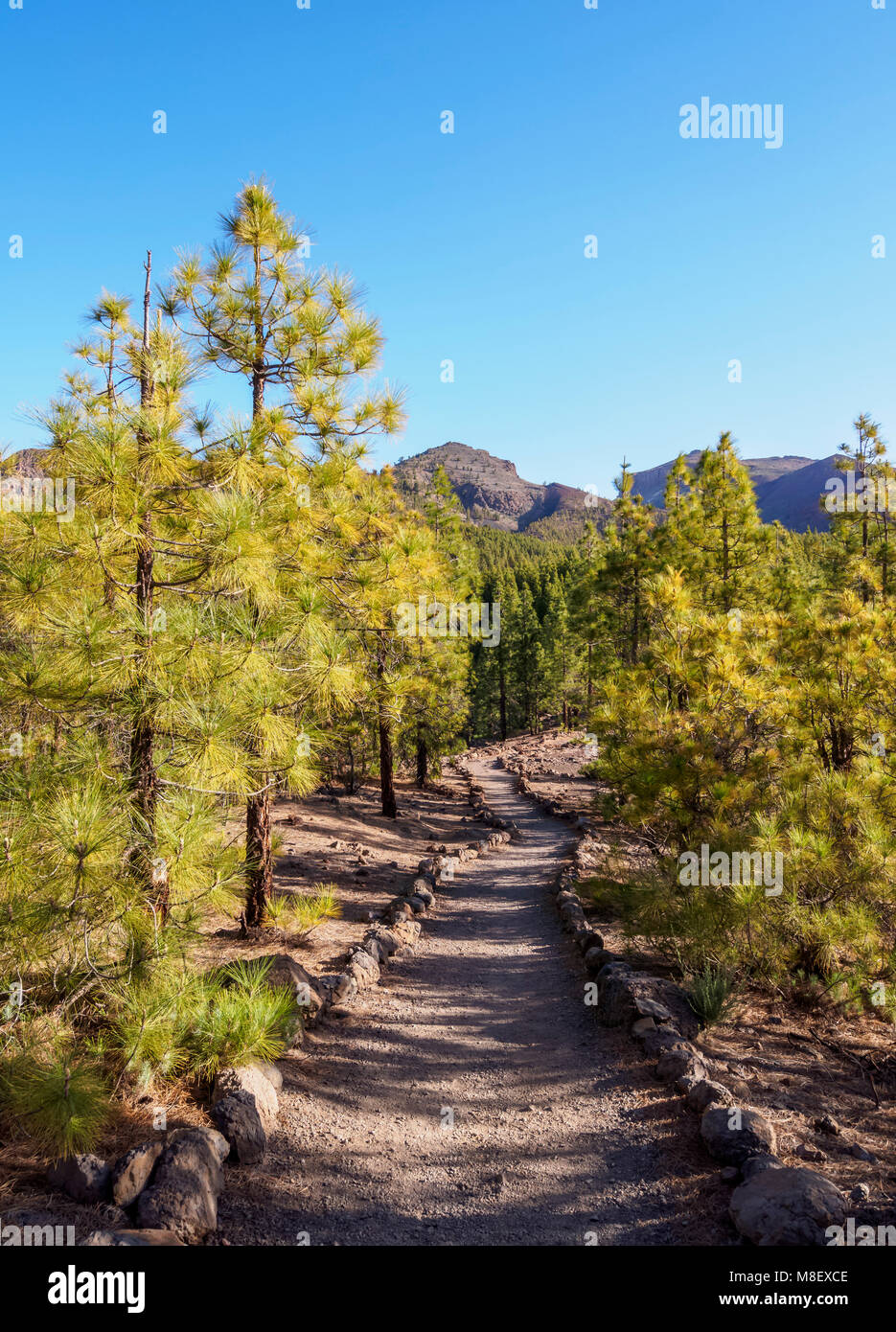 Trail Paisaje Lunar, Corona Forestal Naturpark, Vilaflor, Teneriffa, Kanarische Inseln, Spanien Stockfoto