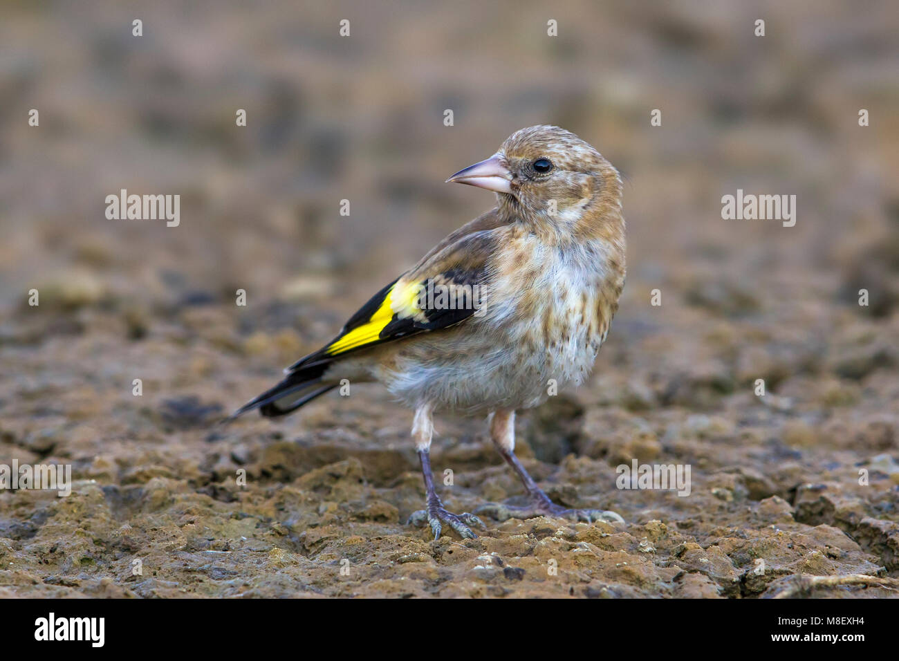 Putter, Eurasian Goldfinch; Carduelis carduelis Stockfoto