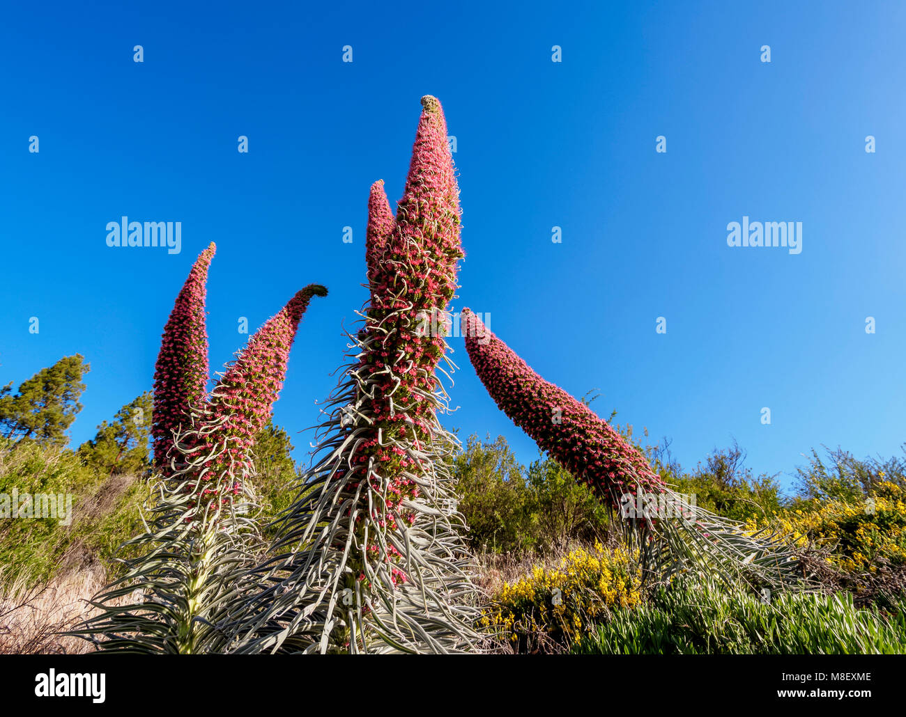 Tajinaste Rojo (Echium wildpretii), endemische Pflanze, Corona Forestal Naturpark, Vilaflor, Teneriffa, Kanarische Inseln, Spanien Stockfoto