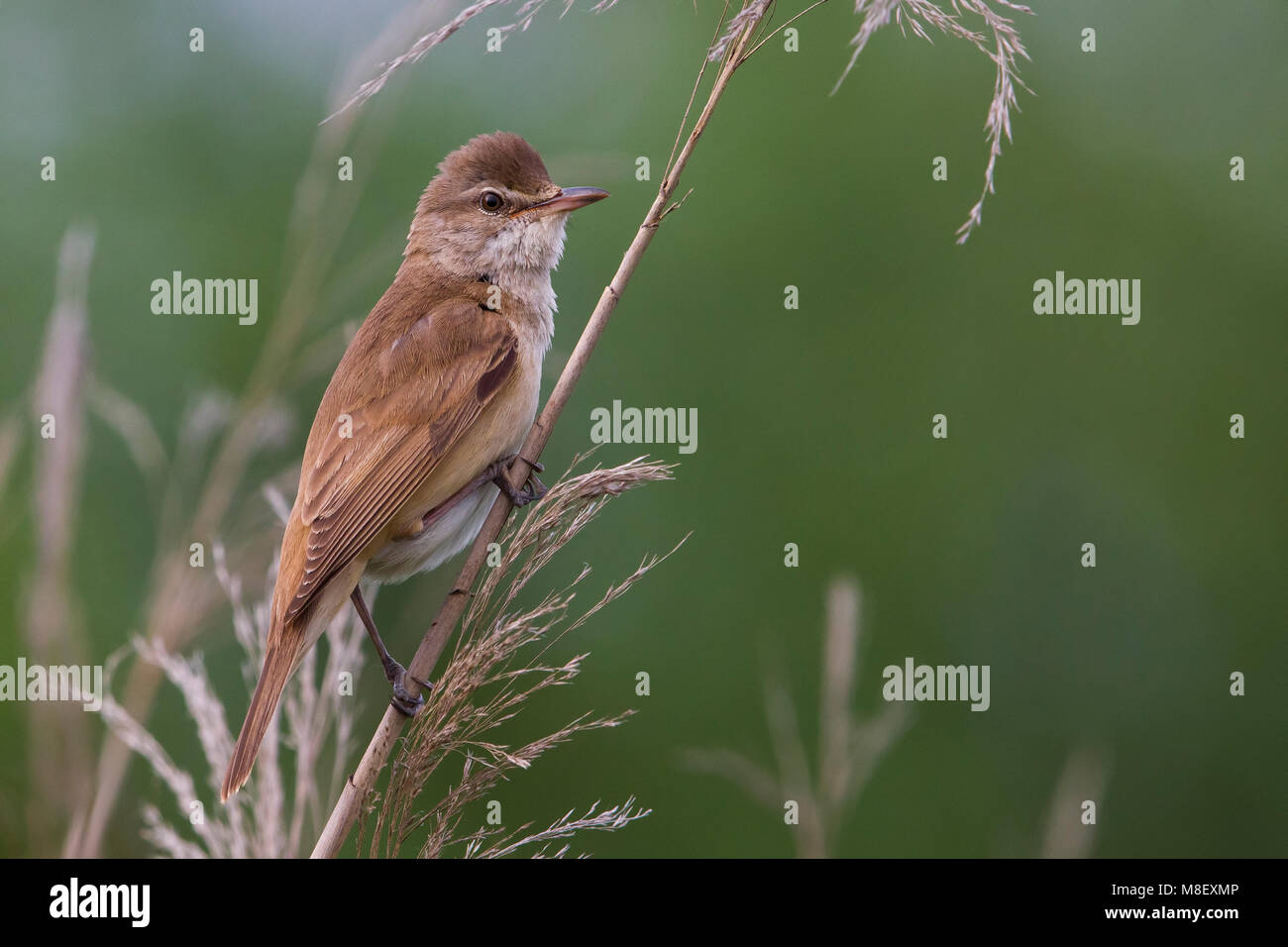 Grote Karekiet zittend in Het Riet; Great Reed Warbler in Schilf gehockt Stockfoto