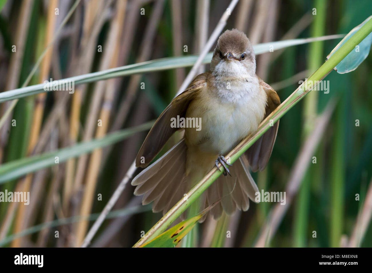 Grote Karekiet zittend in Het Riet; Great Reed Warbler in Schilf gehockt Stockfoto