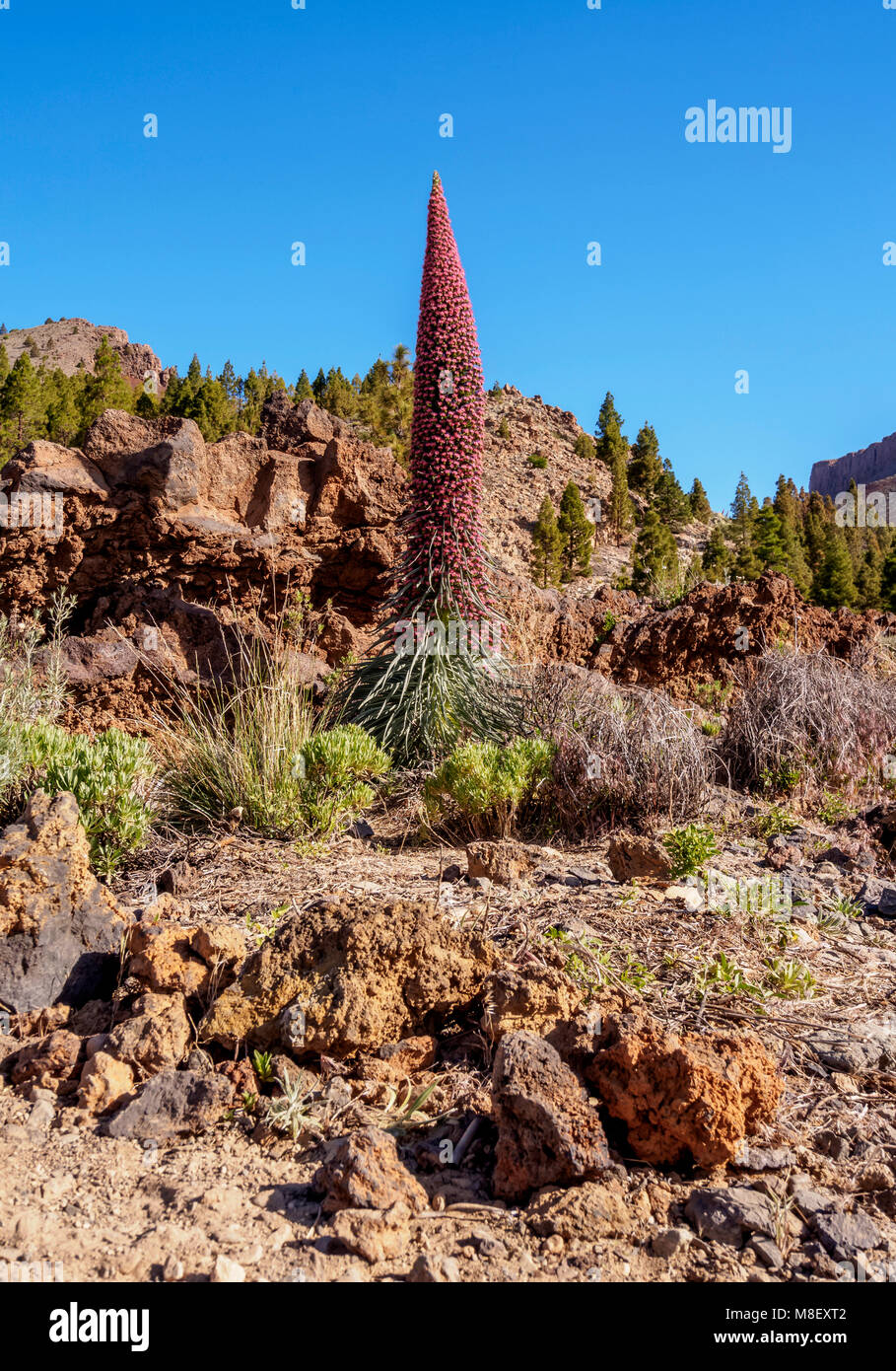 Tajinaste Rojo (Echium wildpretii), endemische Pflanze, Corona Forestal Naturpark, Vilaflor, Teneriffa, Kanarische Inseln, Spanien Stockfoto