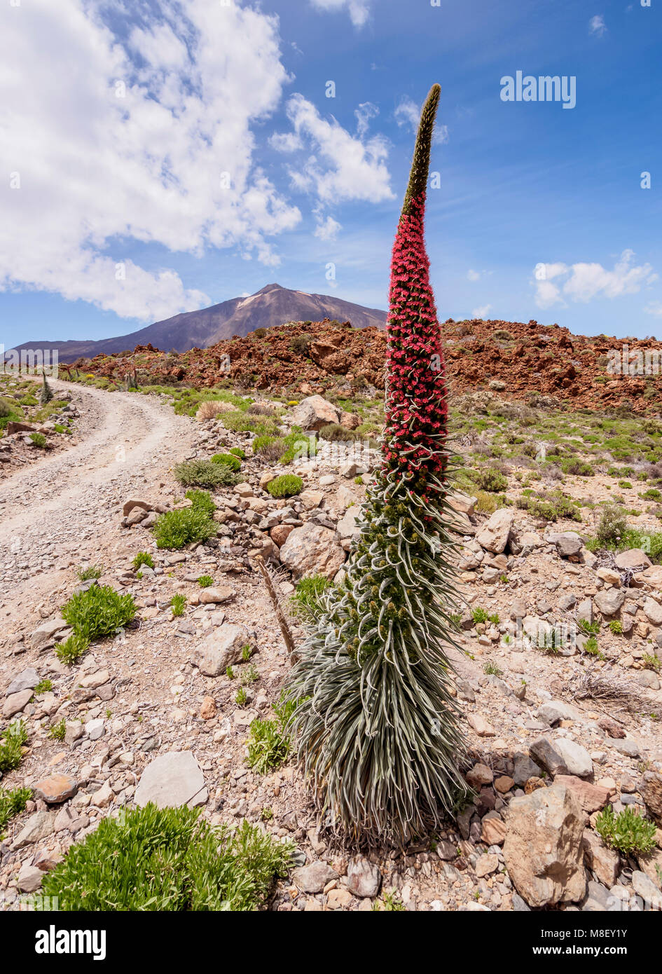 Tajinaste Rojo (Echium wildpretii), endemische Pflanze, Teide im Hintergrund, den Nationalpark Pico del Teide, Teneriffa, Kanarische Inseln, Spanien Stockfoto