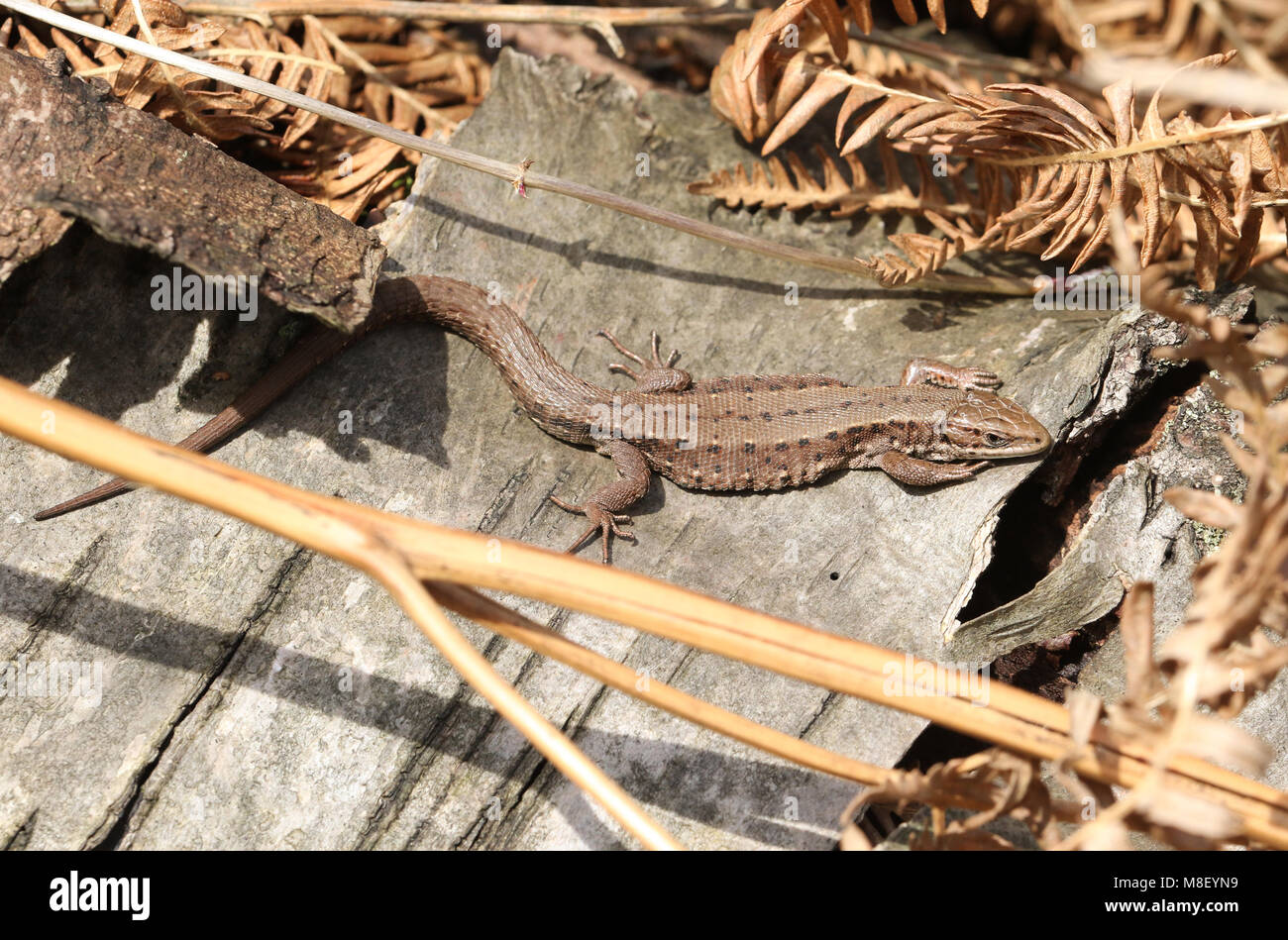 Eine atemberaubende Gemeinsame Eidechsen (Lacerta Zootoca Vivipara) Erwärmung sich auf einem Baumstamm in der Frühlingssonne. Stockfoto
