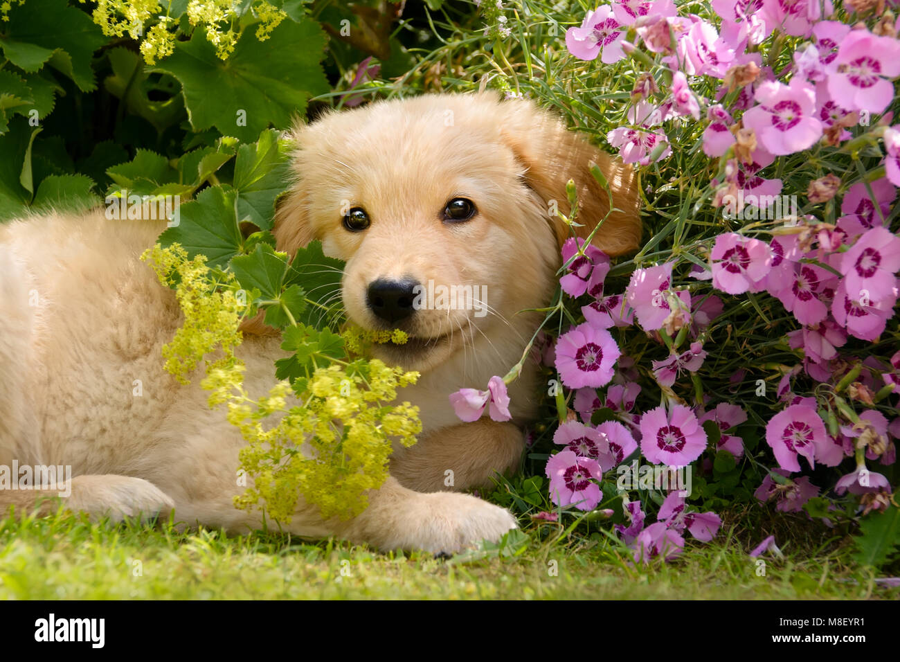 Jungen Golden Retriever Hunde Welpen spielen mit bunten Blumen im Garten an einem sonnigen Tag im Sommer Stockfoto