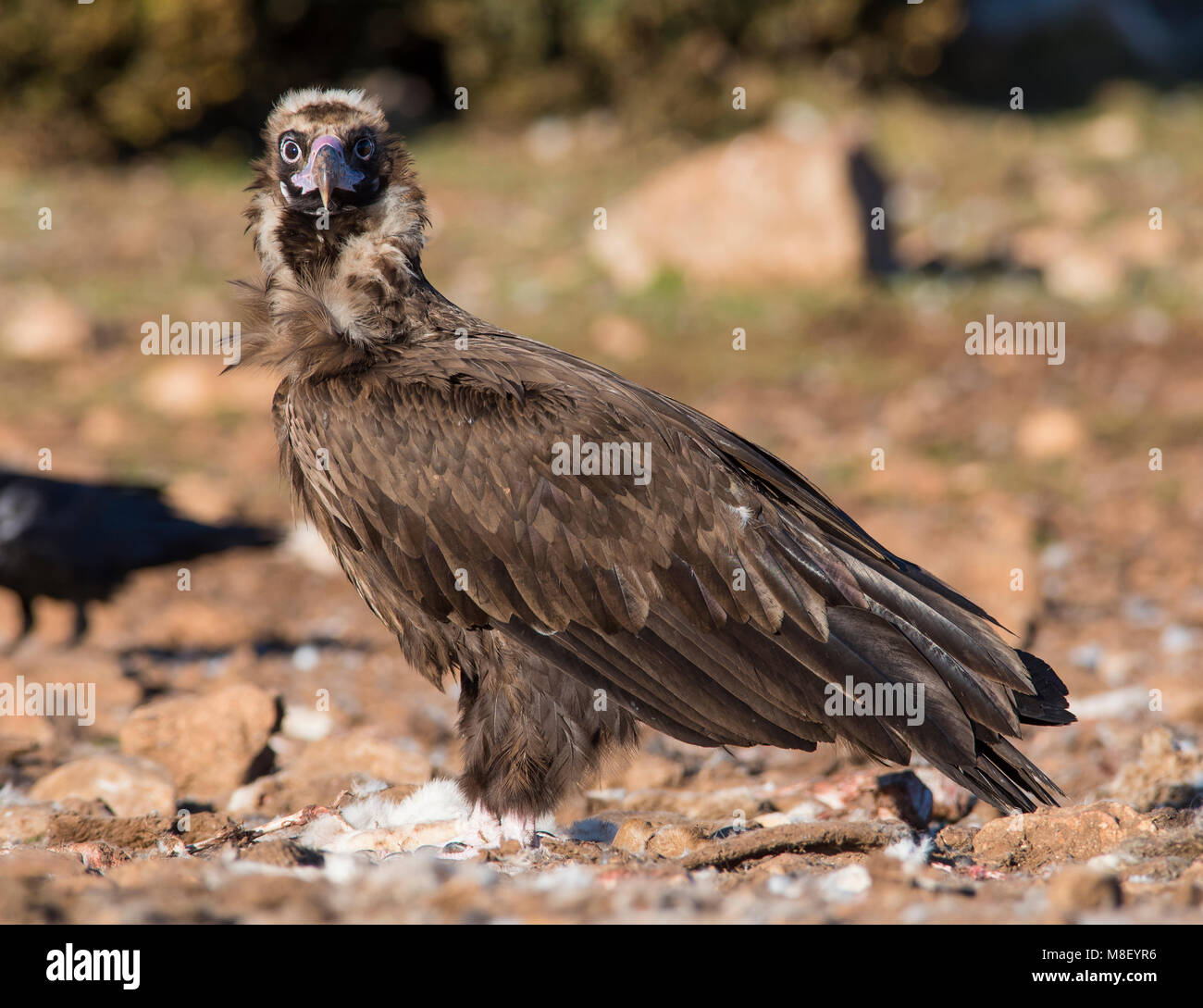 Europäische Schwarz/Cinereous Geier (Aegypius monachus) setzte sich auf den Boden in die Pyrenäen, Spanien, Gesicht auf Stockfoto