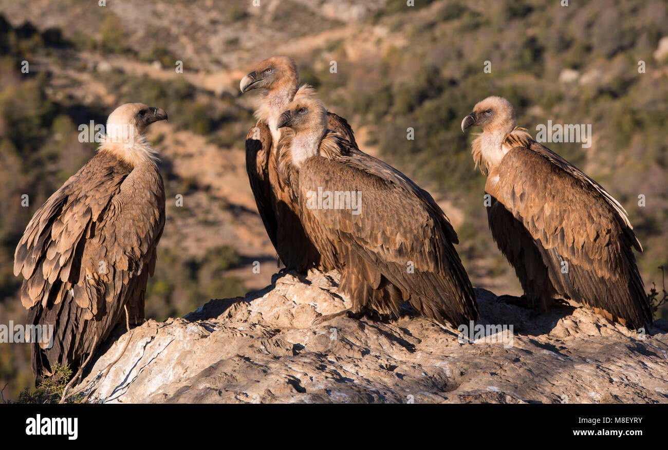 Gruppe der Eurasischen Gänsegeier (Tylose in Fulvus) saß auf einem Rock/Boulder hoch oben in den Pyrenäen. Stockfoto