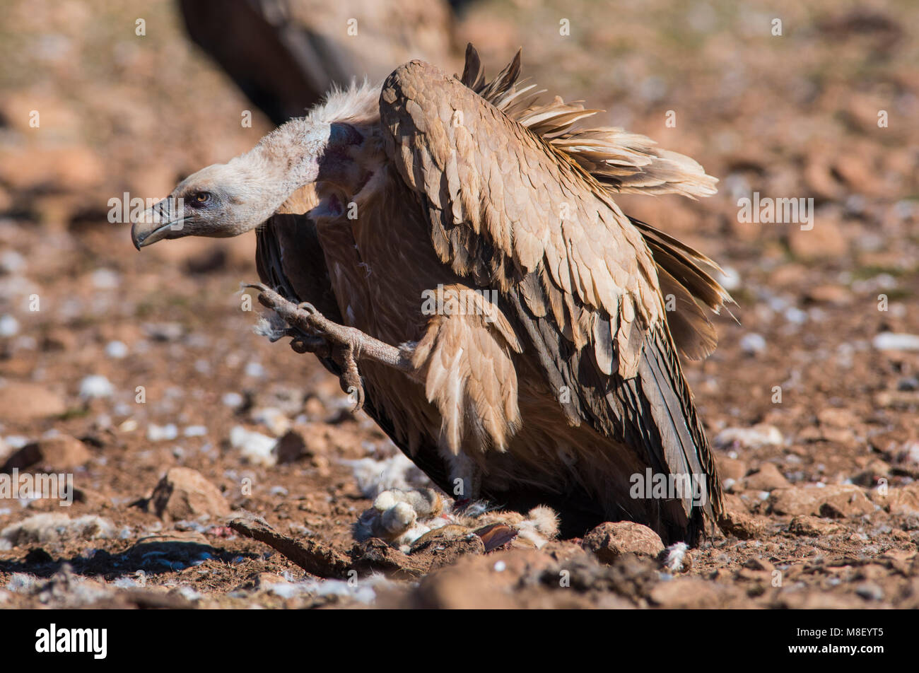 Eurasischen Gänsegeier (Tylose in Fulvus) Fütterung mit Blut auf dem Kopf Pyrenäen Spanien Stockfoto