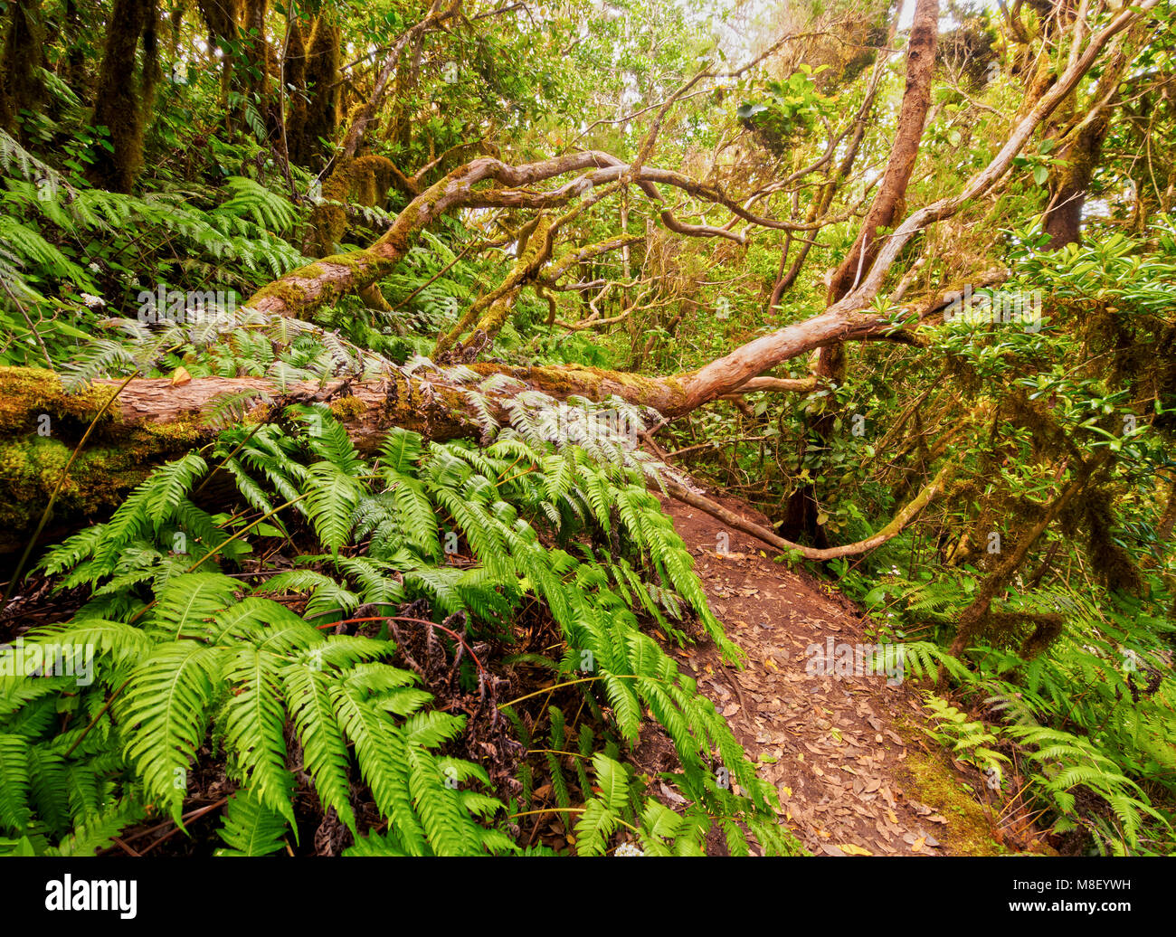 Bosque Encantado, Lorbeerwald, Anaga ländlichen Park, Teneriffa, Kanarische Inseln, Spanien Stockfoto