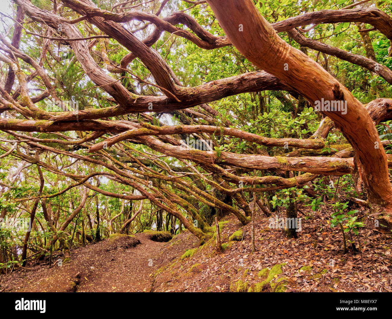 Bosque Encantado, Lorbeerwald, Anaga ländlichen Park, Teneriffa, Kanarische Inseln, Spanien Stockfoto