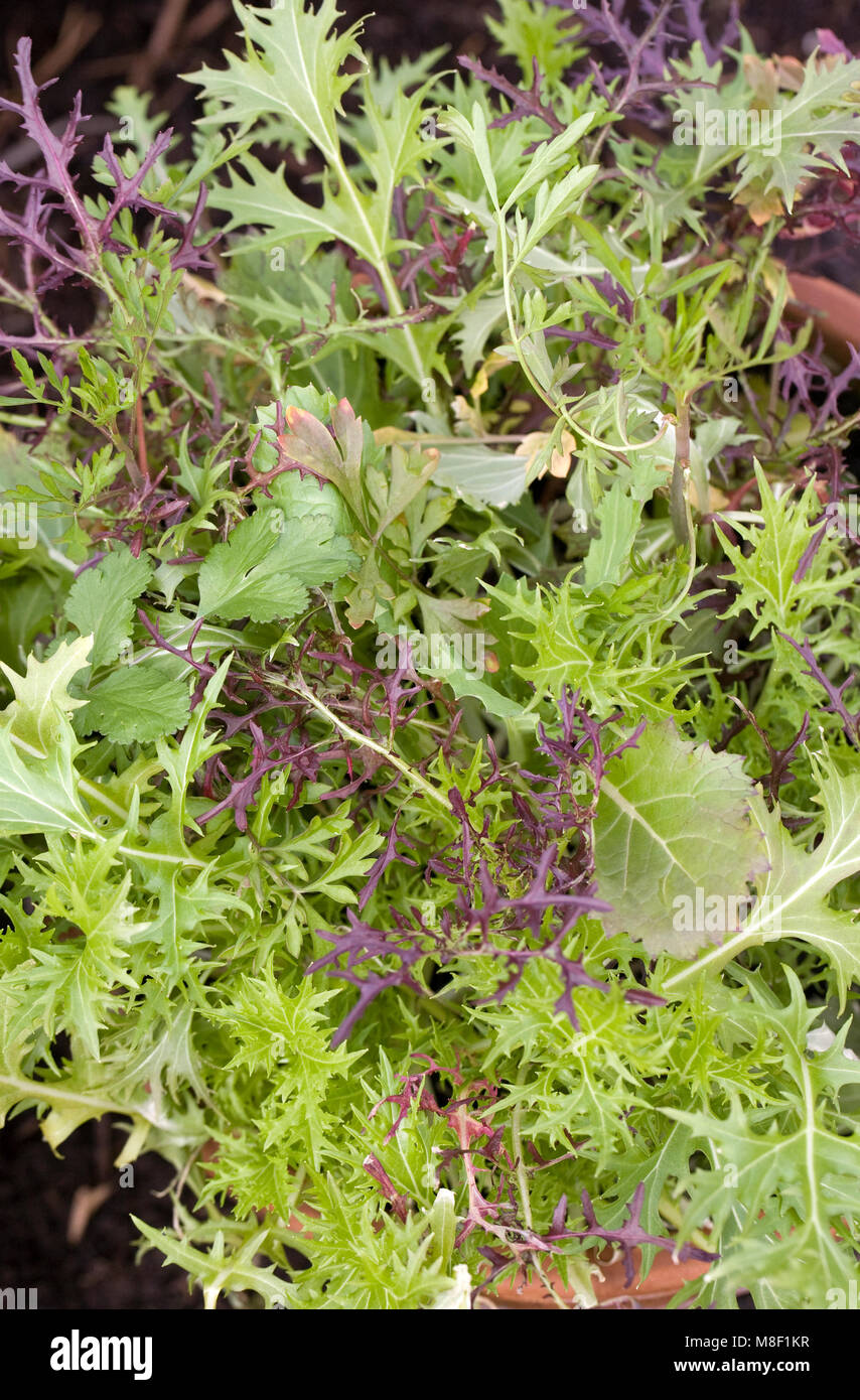 Frilly Gemischter Salat Blätter wachsen in einem Container. Stockfoto