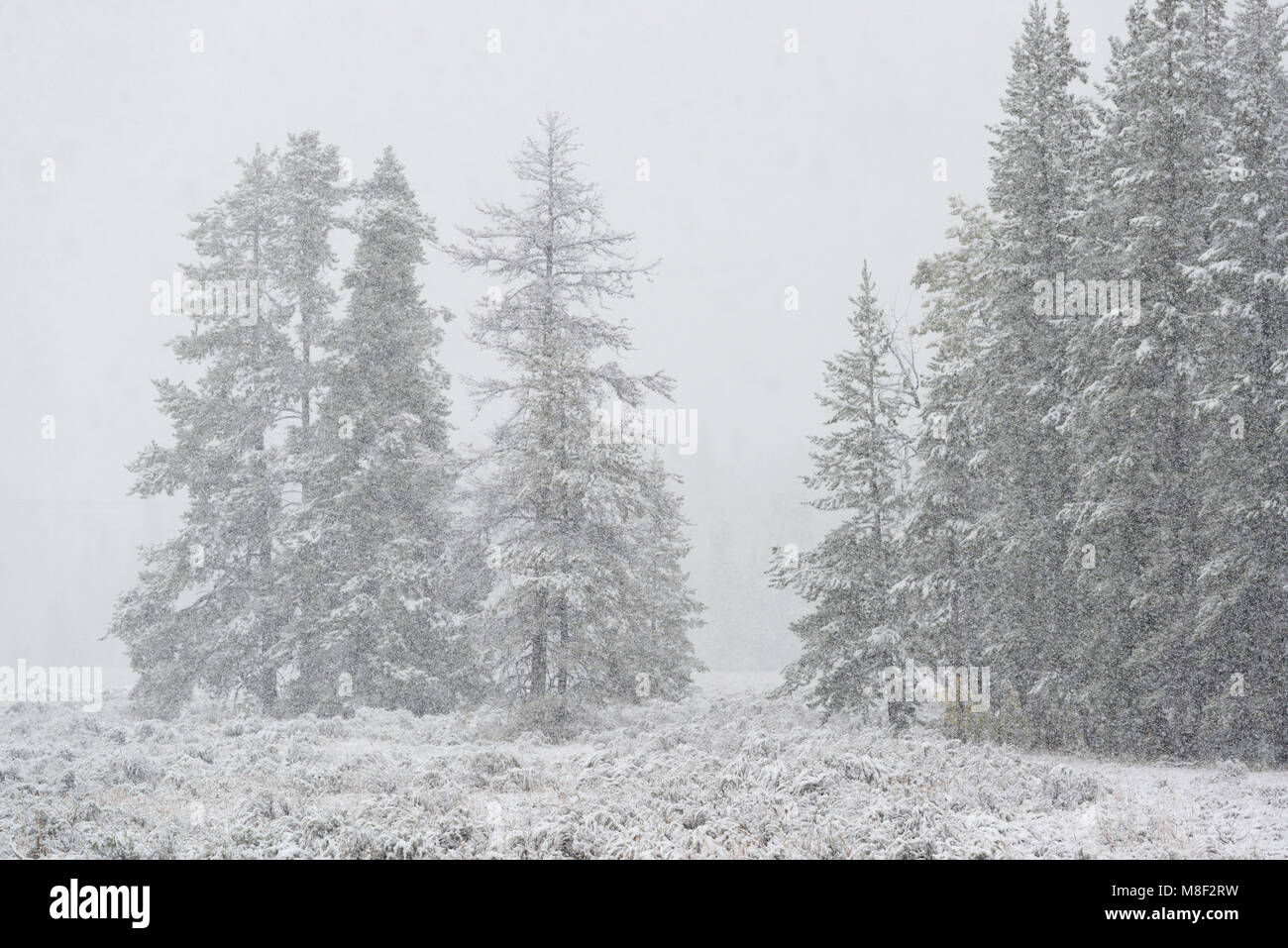 USA, Wyoming, verschneite Landschaft mit Bäumen im Grand Teton National Park Stockfoto