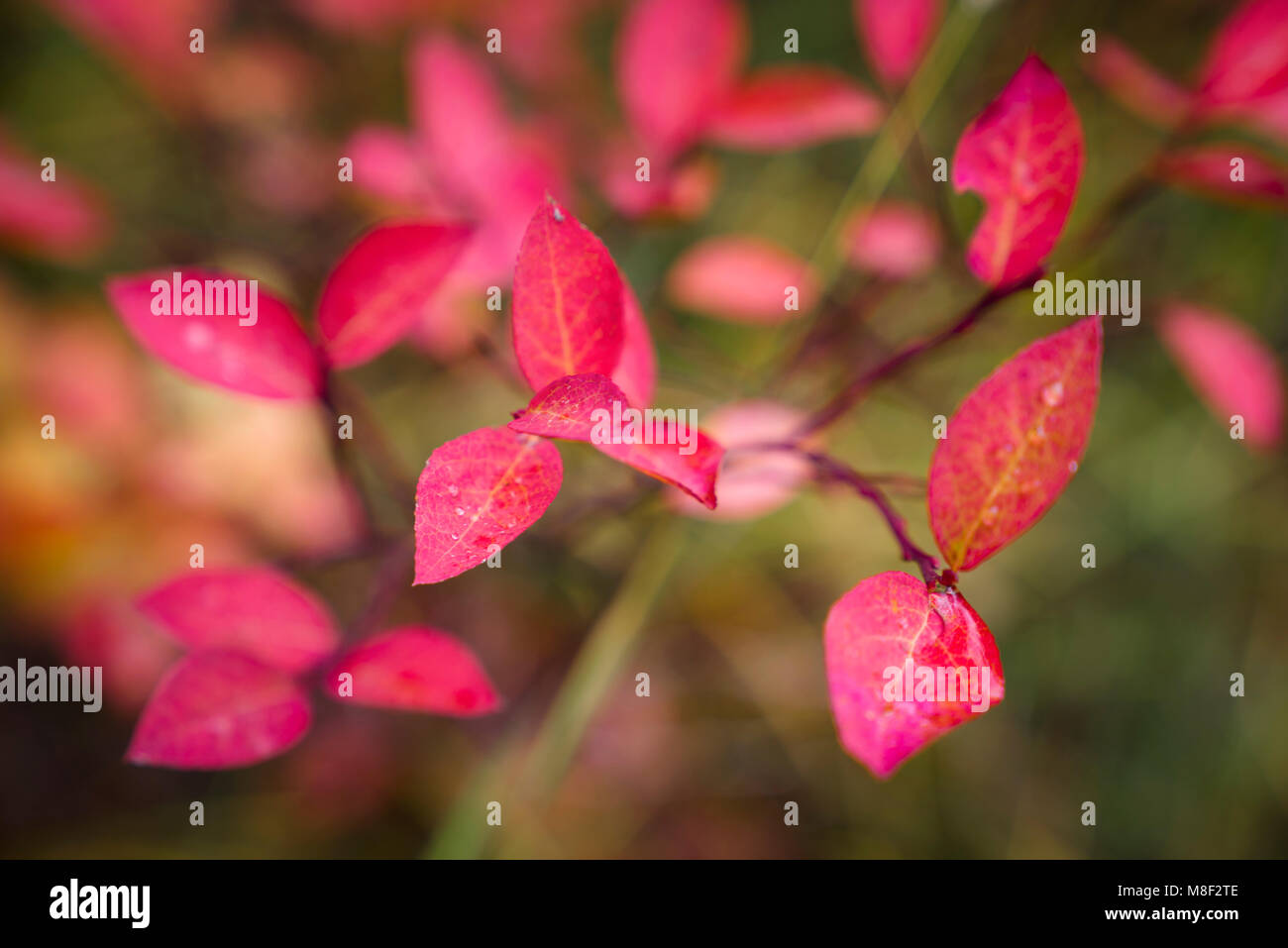 Rosa Blätter des Baumes Stockfoto