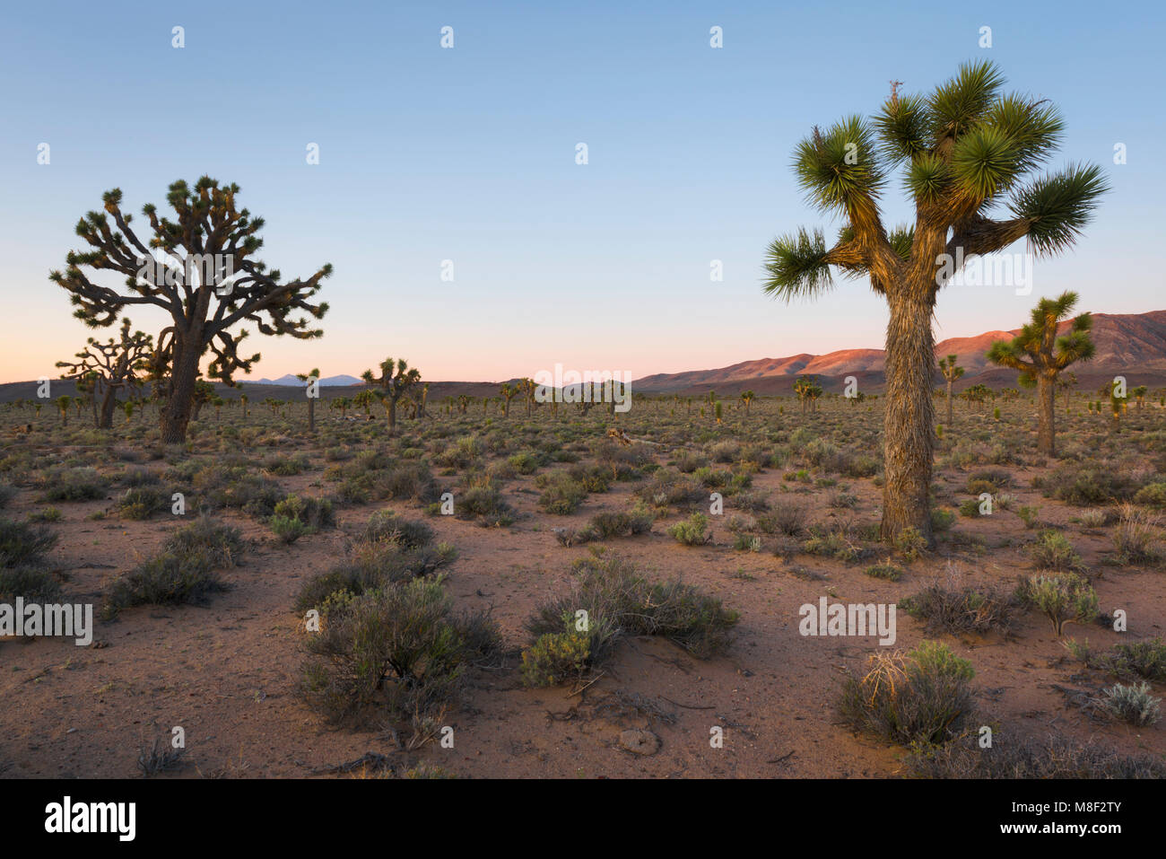 USA, Kalifornien, Death Valley National Park, Joshua Bäume, bei Sonnenaufgang Stockfoto