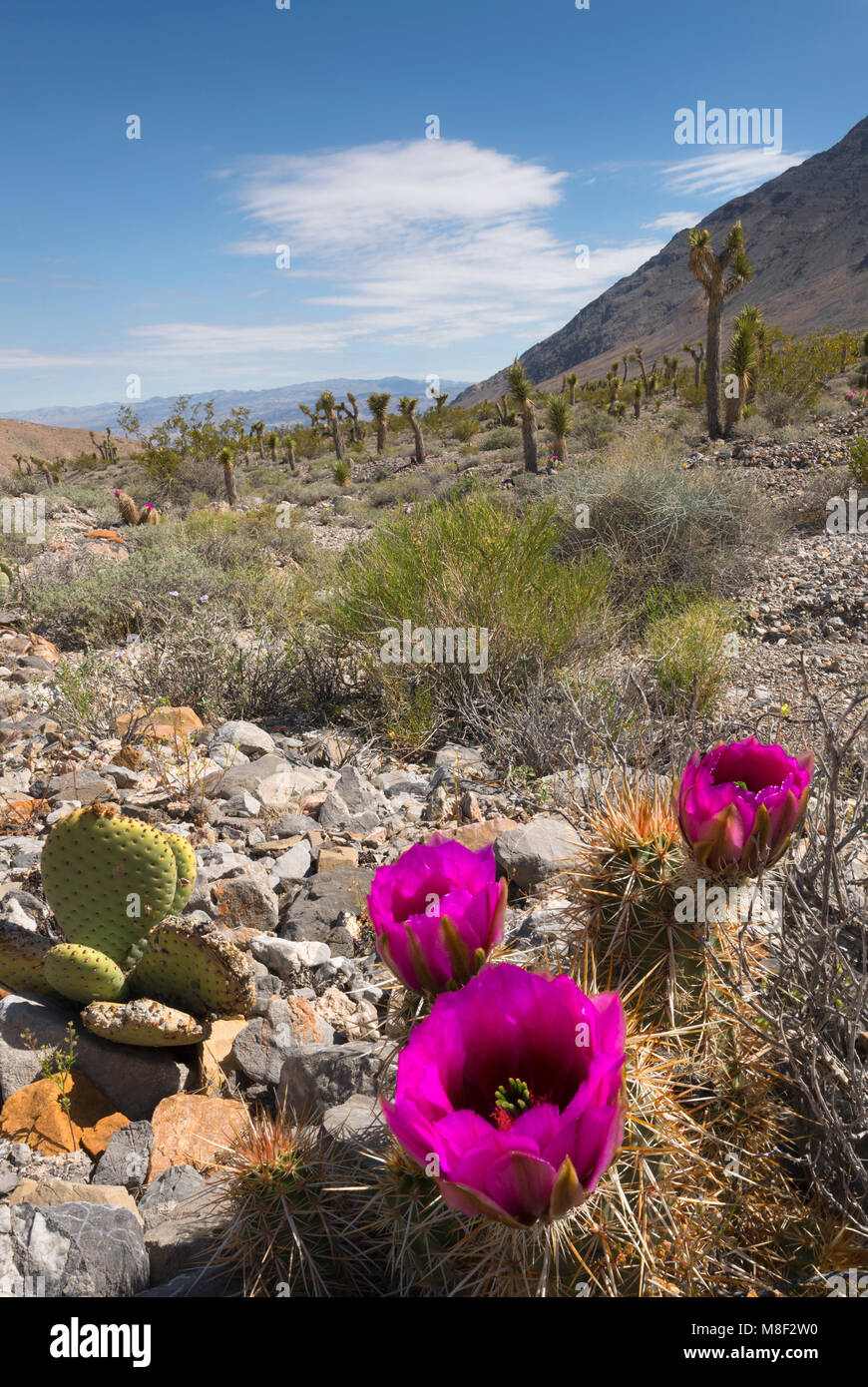 USA, Kalifornien, Death Valley National Park, Feigenkakteen in voller Blüte Stockfoto